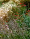 Trial field with different cereals and poppies in between Royalty Free Stock Photo