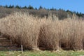 Trial plots of Myscanthus Elephant Grass