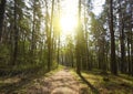 Trial in woods, spring Royalty Free Stock Photo