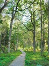 Trial in the woods, summer