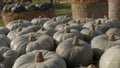 Triamble pumpkins are medium-sized slate-green pumpkin weigh about 8 pounds. Royalty Free Stock Photo