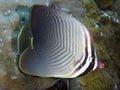 Triangle butterflyfish Royalty Free Stock Photo