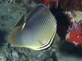Triangle butterflyfish Royalty Free Stock Photo