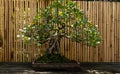 Triangle fig tree Ficus triangularis bonsai tree