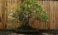 Triangle fig tree Ficus triangularis bonsai tree Royalty Free Stock Photo