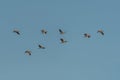 Triangle flight of common cranes (Grus grus) migrating south in autumn