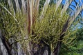 Triangle palm buds and flowers, Dypsis decaryi Royalty Free Stock Photo