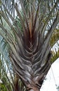 Triangle palm, Dypsis decaryi, Belo Horizonte, Brazil Royalty Free Stock Photo