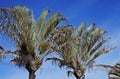 Triangle palms, Dypsis decaryi, Belo Horizonte, Brazil Royalty Free Stock Photo