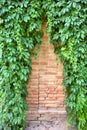 Triangle pattern on wall covered by ivy Royalty Free Stock Photo