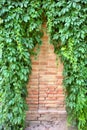 Triangle pattern on wall covered by ivy