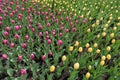 Triangle of pink tulips wedging between yellow ones Royalty Free Stock Photo