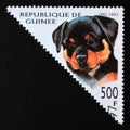 Triangle postage stamp Guinea 1997. Rottweiler dog Canis lupus familiaris