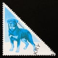 Triangle postage stamp Guinea 1997. Rottweiler dog Canis lupus familiaris