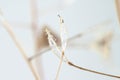 Triangle shape dry little beige light brown elegant flower leaves blur background macro