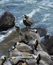 Triangle shaped flock of pelicans resting on rocks near La Jolla Cave Royalty Free Stock Photo