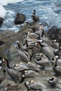 Triangle shaped flock of pelicans resting on rocks near La Jolla Cave Royalty Free Stock Photo