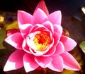 Triangle shaped pink lotusflower Royalty Free Stock Photo