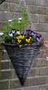 A conical wicker hanging flowerbasket planted with pansies hung against a brick wall Royalty Free Stock Photo