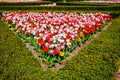 Triangle of tulips in full bloom surrounded by trimmed hedges in formal garden