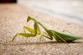 Triangleheaded Mantis Royalty Free Stock Photo