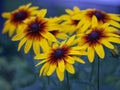 Triangular composition of bright yellow-orange-brown flowers on a cold green background close-up