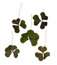 triangular dark green smooth leaves with no clearly defined structure, stem, dry pressed delicate decorative sorrel isolated on