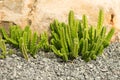 Triangular euphorbia cactus plant on the rock background.