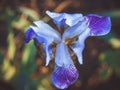 Triangular purple iris bud Royalty Free Stock Photo