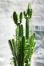 Triangular spurge Euphorbia in flower pot on window sill inside