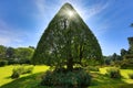 Triangular tree