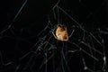 Triangulate Cobweb or Triangulate Comb-Foot spider Steatoda triangulosa Royalty Free Stock Photo