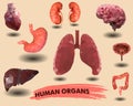 Human internal organs icons set.