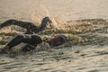 Triathletes swim on start of the Ironman triathlon competition