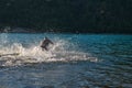 Triathlon athlete starting swimming training on lake Royalty Free Stock Photo