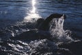 Triathlon athlete swimming on lake in sunrise wearing wetsuit