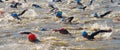 Triathlon competitors at swimming stage