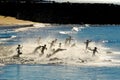 Triathlon Swim Start in the Ocean Royalty Free Stock Photo