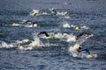 Triathlon swimmers Royalty Free Stock Photo
