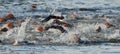 Triathlon Swimmers in river orange hats. Royalty Free Stock Photo