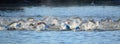 Triathlon swimmers in the river Ouse Royalty Free Stock Photo