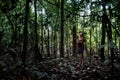 Tribal elder Binan Tukum hunting with his son for monkeys in the rainforest