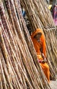 Tribal lady selling sugar cane