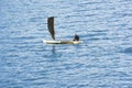 Handmade canoe with sail, Solomon Islands