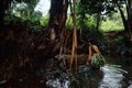 Tribal member lady fishing for small fry and shrimps in the jungle stre