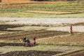 Tribal people on the fields