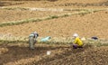 Tribal people on the fields