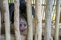 Tribal pig local farm, black and young pig in the outdoor wood c