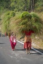 Tribal village ladies carrying hay for fodder fro cattle on Indian road