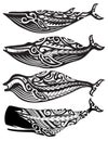 Tribal Whales